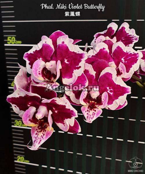 фото Фаленопсис бабочка (Phalaenopsis Miki Violet Butterfly) детка Тайвань от магазина магазина орхидей Ангелок