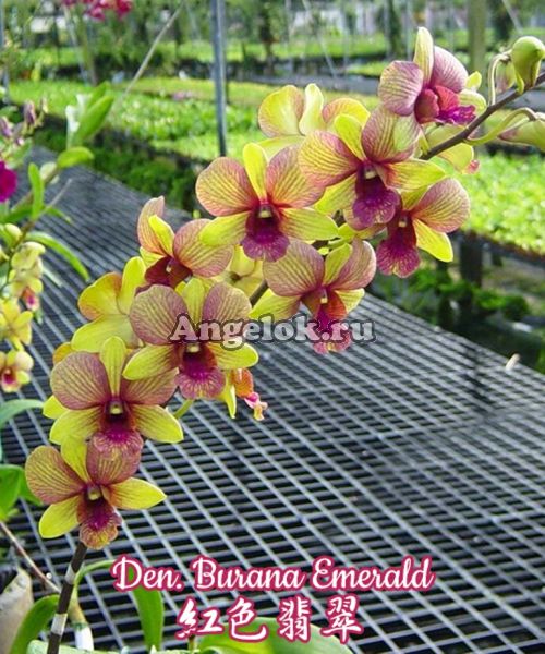 фото Дендробиум (Den. Burana Emerald) Тайвань от магазина магазина орхидей Ангелок