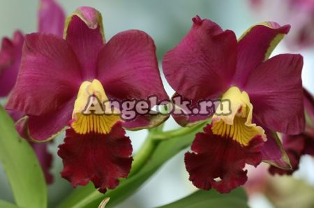 фото Каттлея (Cattleya) cat-14 от магазина магазина орхидей Ангелок