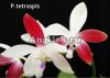 фото Фаленопсис Тетраспис (P. tetraspis'C1') детка Тайвань от магазина магазина орхидей Ангелок