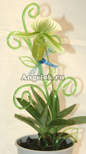 фото Пафиопедилум Мауди (Paphiopedilum Maudiae) от магазина магазина орхидей Ангелок