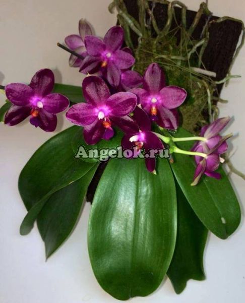 фото Фаленопсис (P.Zheng Min Jacaranda’yungho’) Тайвань от магазина магазина орхидей Ангелок