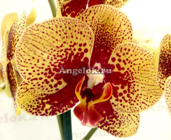 фото Фаленопсис Чармер (Phalaenopsis Charmer) от магазина магазина орхидей Ангелок