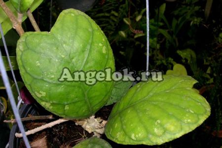 фото Хойя Дейка (Hoya Deykei) от магазина магазина орхидей Ангелок