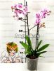 Фаленопсис бабочка (Phalaenopsis Amsterdam) пелорик