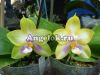 фото Фаленопсис (Phalaenopsis Joy Spring Canary ‘Yaphon’) от магазина магазина орхидей Ангелок