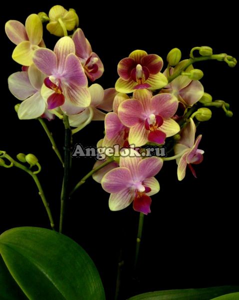 фото Фаленопсис Летняя песня (Phalaenopsis Summersong) от магазина магазина орхидей Ангелок