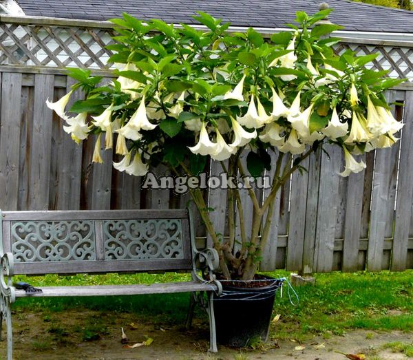 фото Бругмансия (Brugmansia) белая от магазина магазина орхидей Ангелок
