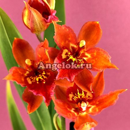 фото Камбрия (Odontioda Stirbic Sunrise) от магазина магазина орхидей Ангелок
