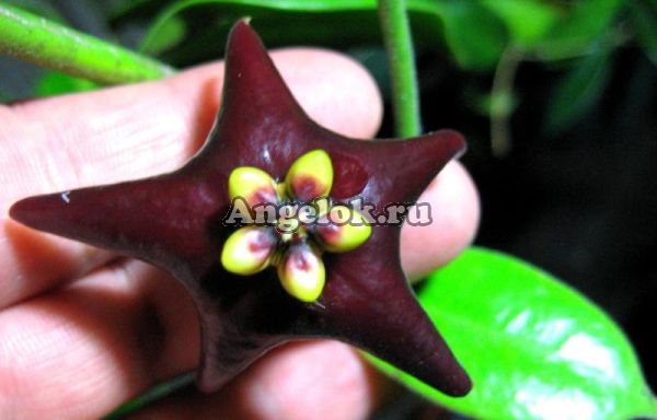 фото Хойя цилиата (Hoya Ciliata) от магазина магазина орхидей Ангелок