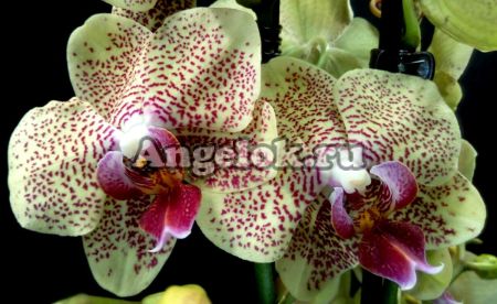 фото Фаленопсис Майя (Phalaenopsis Maya) от магазина магазина орхидей Ангелок