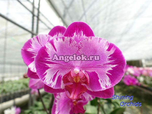 фото Фаленопсис (P. Leigong) Тайвань от магазина магазина орхидей Ангелок