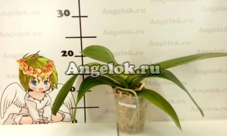 Фаленопсис Биг Лип (Phalaenopsis Charming Angelina) Тайвань
