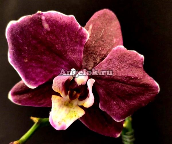 фото Фаленопсис (Phalaenopsis Black Flowers) Тайвань от магазина магазина орхидей Ангелок