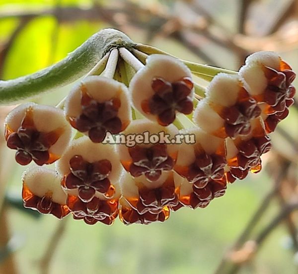 фото Хойя керри (Hoya kerrii Silver Splash) черенок от магазина магазина орхидей Ангелок