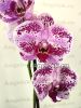 фото Фаленопсис (Phalaenopsis ) ph-54_1 от магазина магазина орхидей Ангелок