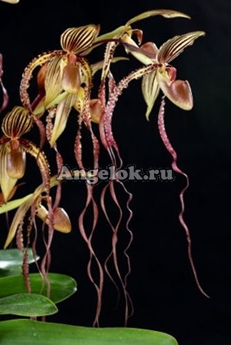 фото Пафиопедилум (Paphiopedilum Angel Hair) от магазина магазина орхидей Ангелок