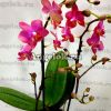 фото Фаленопсис Парфюмерная фабрика (Phalaenopsis Dusty Belle) от магазина магазина орхидей Ангелок