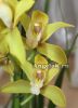 фото Цимбидиум (Cymbidium) c-07 от магазина магазина орхидей Ангелок
