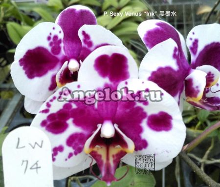 фото Фаленопсис Биг Лип (P. Sexy Venus “Ink”) Тайвань от магазина магазина орхидей Ангелок