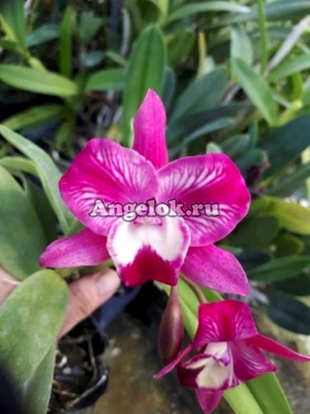 фото Каттлея (Slc. Cosmic Dekite) Тайвань от магазина магазина орхидей Ангелок
