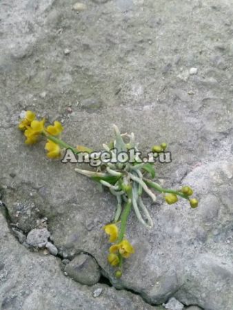 фото Хилошиста (Chiloschista pusilla v.orange) Тайвань от магазина магазина орхидей Ангелок