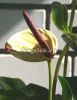 фото Антуриум Андрэ (Anthurium Andreanum) желтый от магазина магазина орхидей Ангелок