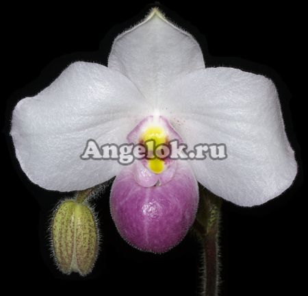 фото Пафиопедилум Деленати (Paphiopedilum Delenatii) от магазина магазина орхидей Ангелок