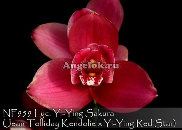 фото Ликаста гибрид (Lycaste Yi Ying Sakura) от магазина магазина орхидей Ангелок
