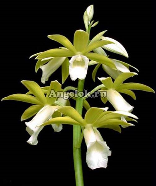 фото Фаюс Танкервилля (Phaius tankervillae alba) от магазина магазина орхидей Ангелок