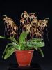 фото Пафиопедилум (Paphiopedilum Angel Hair) от магазина магазина орхидей Ангелок
