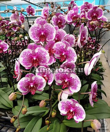 фото Фаленопсис Стейси (Phalaenopsis I-Hsin Stacy) от магазина магазина орхидей Ангелок