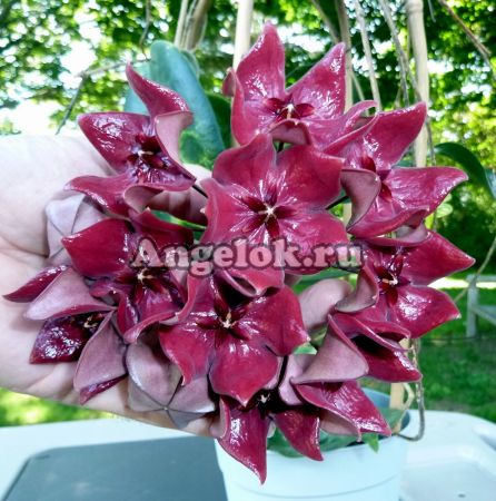 фото Хойя Мегаластер (Hoya megalaster) черенок от магазина магазина орхидей Ангелок