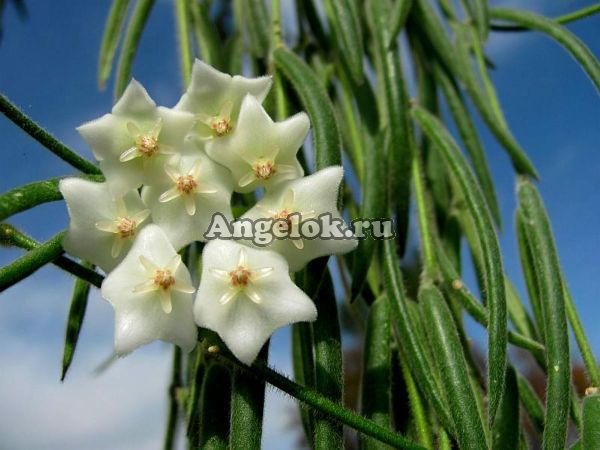 фото Хойя линейная (Hoya linearis) от магазина магазина орхидей Ангелок