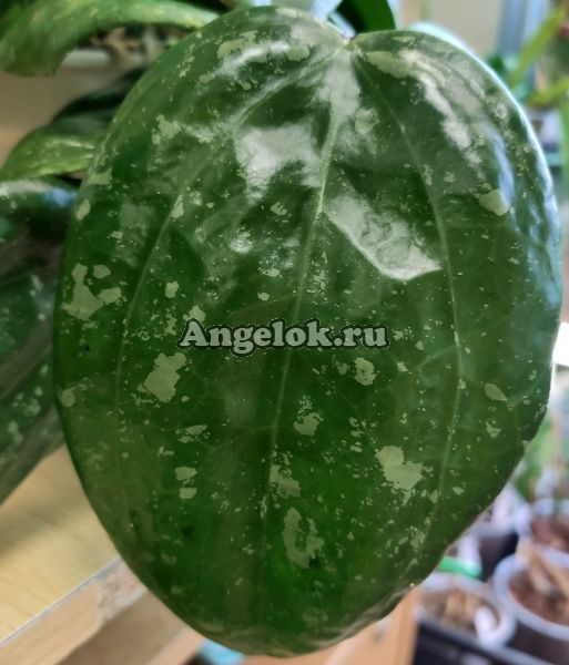 фото Хойя крупнолистная (Hoya Macrophylla splash) черенок от магазина магазина орхидей Ангелок