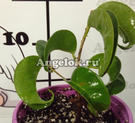 фото Фикус Бенджамина (F.benjamina 'Buclee') Букле от магазина магазина орхидей Ангелок