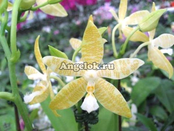 фото Фаленопсис (P.hieroglyphica v.flava) Тайвань от магазина магазина орхидей Ангелок