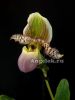 фото Пафиопедилум Пиноккио (Paphiopedilum Pinocchio) от магазина магазина орхидей Ангелок