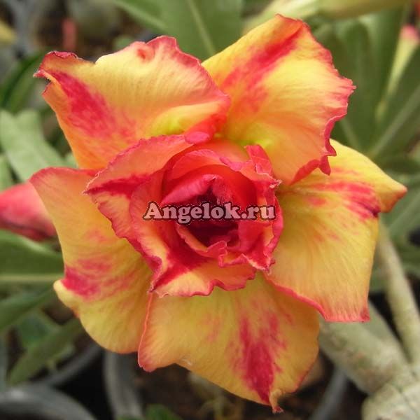 фото Адениум (Adenium obesum Tong yod) от магазина магазина орхидей Ангелок