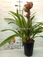 фото Цимбидиум пятнистый (Cymbidium Magic Vogel) от магазина магазина орхидей Ангелок