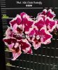 фото Фаленопсис бабочка (Phalaenopsis Miki Violet Butterfly) детка Тайвань от магазина магазина орхидей Ангелок