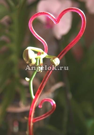 фото Опора пластиковая для орхидей Сердце от магазина магазина орхидей Ангелок