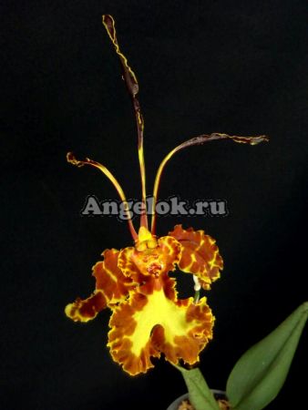 фото Психопсис (Psychopsis Mariposa Green Valley) детка от магазина магазина орхидей Ангелок