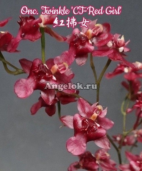 фото Онцидиум (Onc. Twinkle 'CT-Red Girl') от магазина магазина орхидей Ангелок
