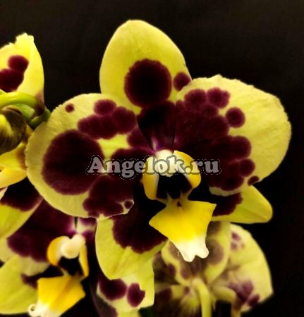 фото Фаленопсис Желтая коровка (Phalaenopsis Yellow Cow) от магазина магазина орхидей Ангелок