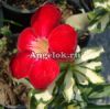 фото Адениум пестролистный (Adenium obesum Super ba) от магазина магазина орхидей Ангелок