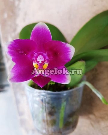 фото Фаленопсис пелорик бабочка (P.Vio Vio'Cat Face') Тайвань от магазина магазина орхидей Ангелок