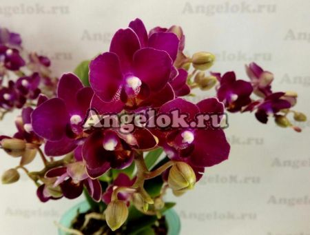 фото Фаленопсис Воробей (Phalaenopsis Sparrow) от магазина магазина орхидей Ангелок