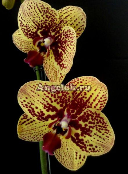 фото Фаленопсис Карин Алоха (Phalaenopsis Elegant Karin Aloha) от магазина магазина орхидей Ангелок