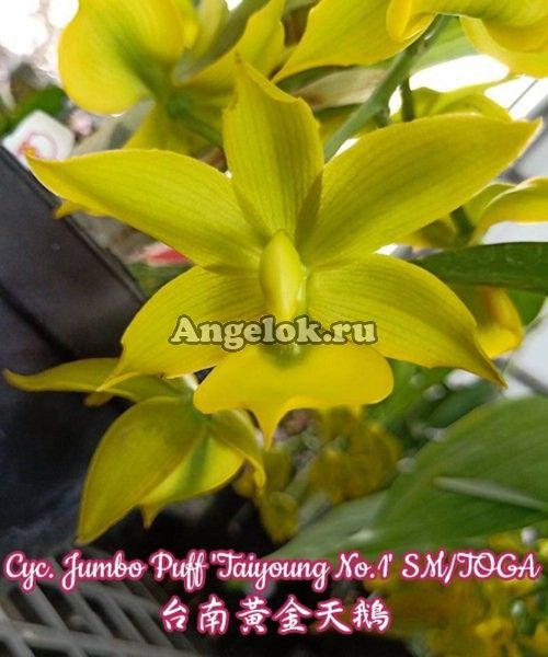 фото Цикнохес (Cyc. Jumbo Puff 'Taiyoung No.1' SM/TOGA) от магазина магазина орхидей Ангелок